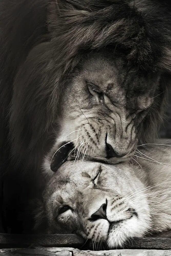 Лев и львица. Красивый Лев. Влюбленный Лев. Спокойный Лев. Скучаю лев