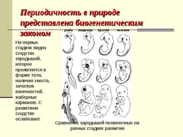 Сходство зародышей на ранних стадиях развития. Первая стадия развития зародыша рыбы наличие табл. Сходство эмбрионов позвоночных на ранних стадиях развития. Зародышевое сходство у позвоночных.