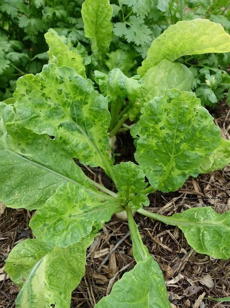 Репа листовая комацуна семена. Репа листовая комацуна. Турнепс (brassica rapa). Ботва репы. Репа турнепс брюква.
