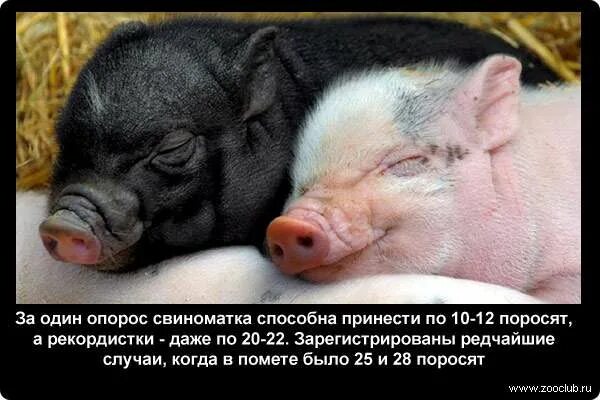 Интересные факты о свиньях. Интересные факты о поросятах. Необычные факты о свиньях. Факты о свиноводстве. Факты о свиньях