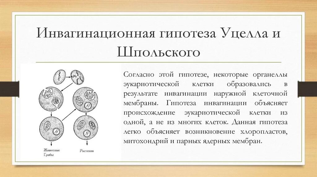 Прибалтийская гипотеза. Инвагинационная теория происхождения эукариот. Инвагинационная теория происхождения клетки.. Инвагинационная гипотеза происхождения эукариотических клеток. Инвагинационная теория происхождения эукариотических клеток.