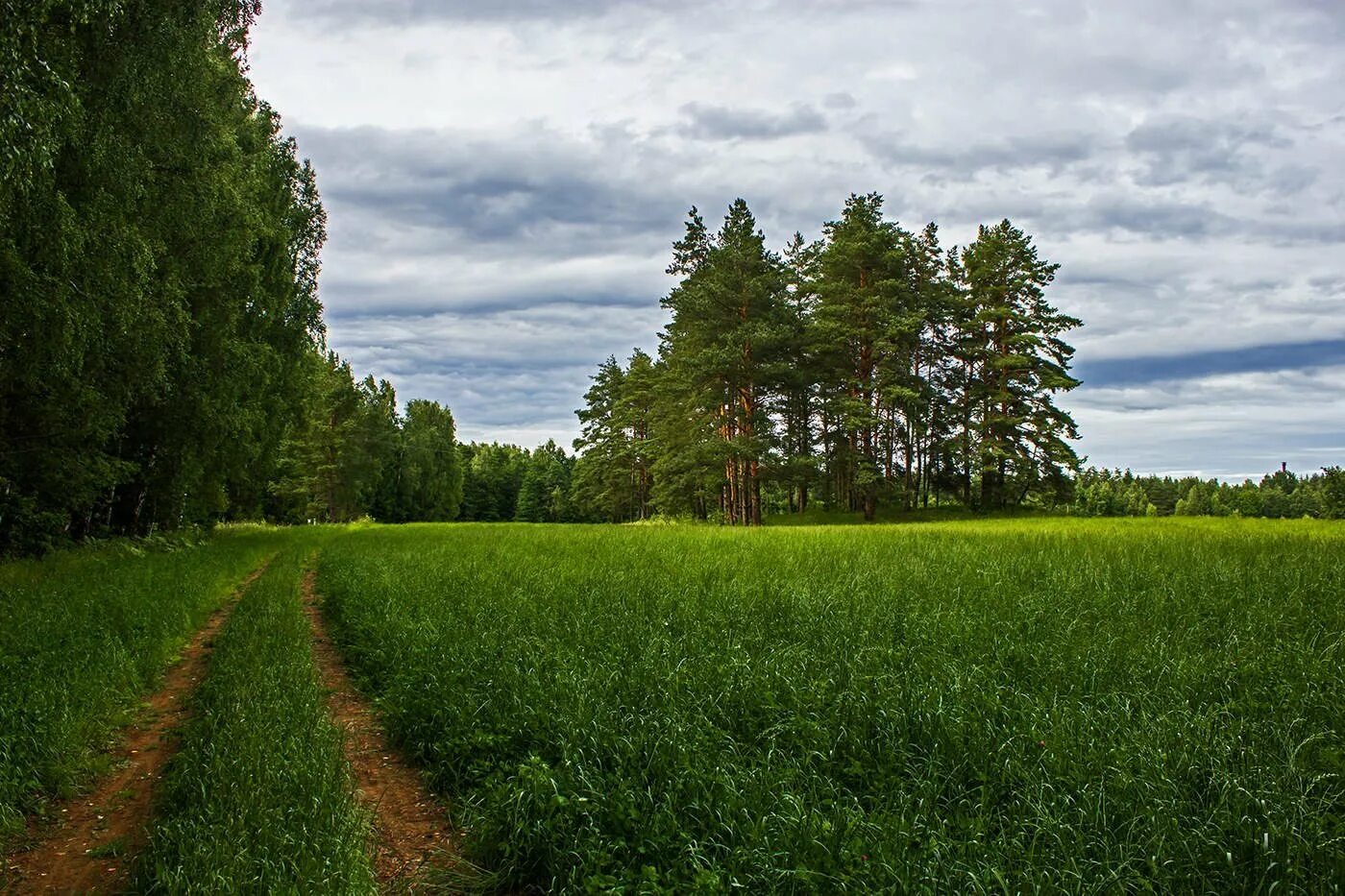 Чаща в поле