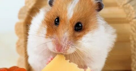 Джунгарскому хомяку сыр