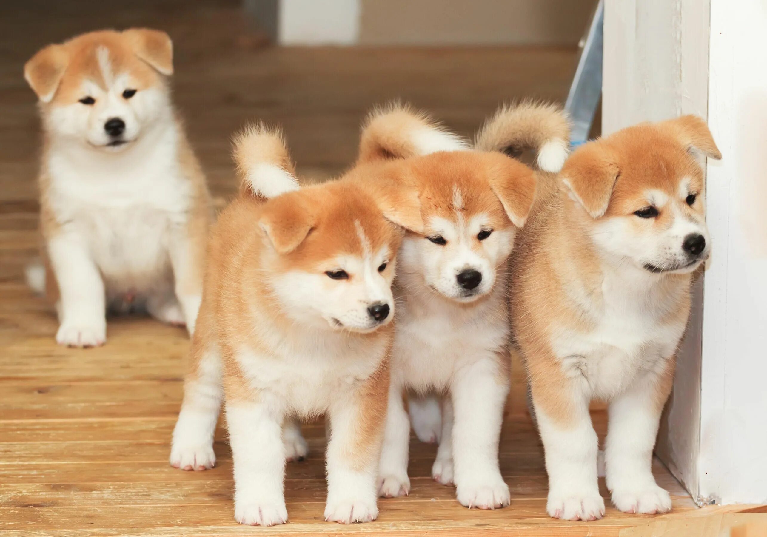 ENG.SOBAKA.LV Dog breeds Japanese Akita Inu Photo 111969