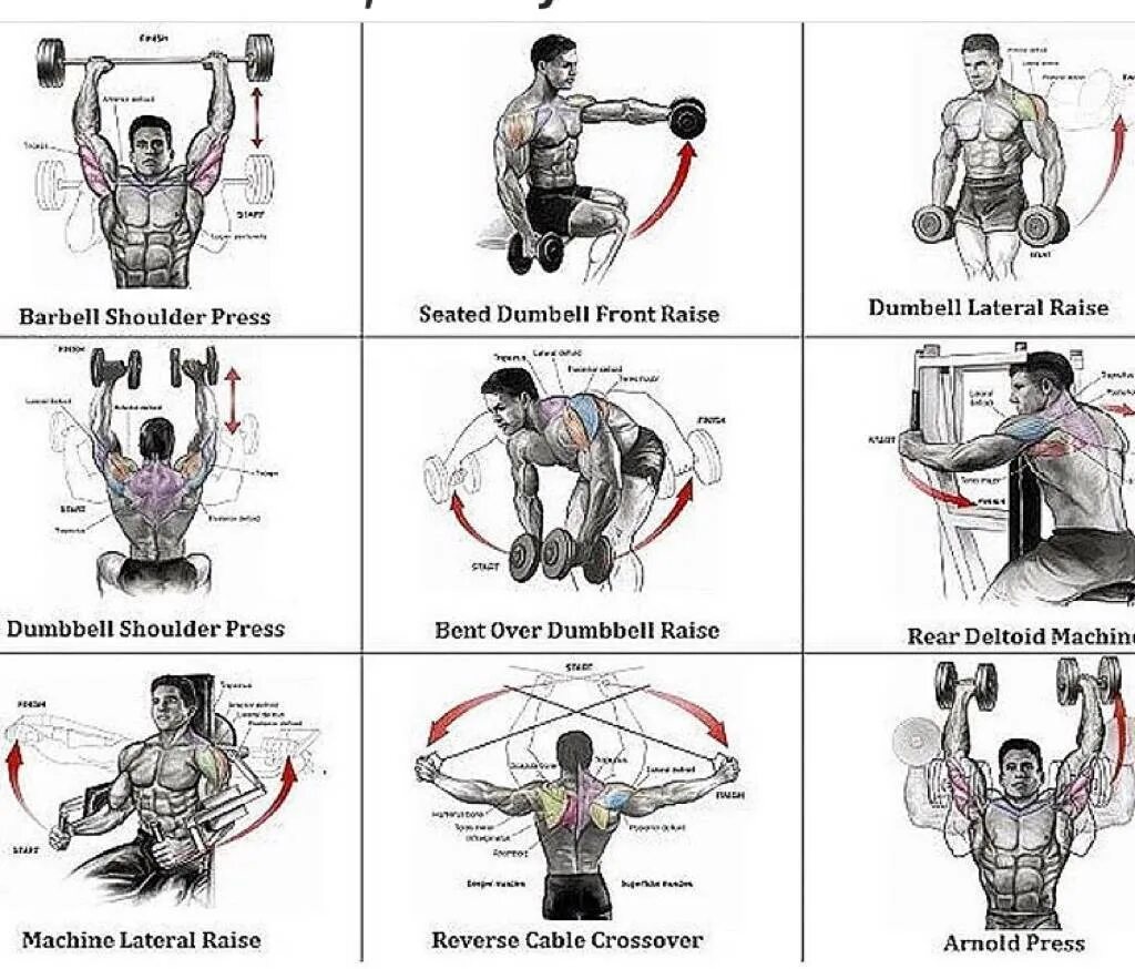 Домашние упражнения на плечи для мужчин. Комплекс упражнений на мышцы плеч в тренажерном зале. Упражнения на плечи в тренажерном зале для мужчин. Программа тренировок на плечи в тренажерном зале. Упражнения для дельтовидных мышц в тренажерном зале для мужчин.
