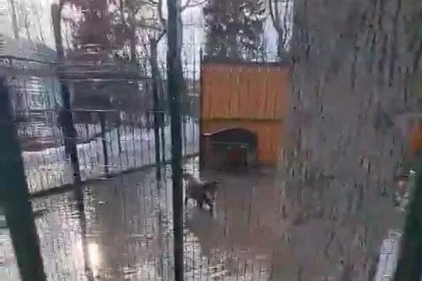 Холодная вода балахна. Потоп Балахна. Зоопарк Балахна фото. Зоопарк в Балахне Нижегородской области. Балахна зоопарк 2022.