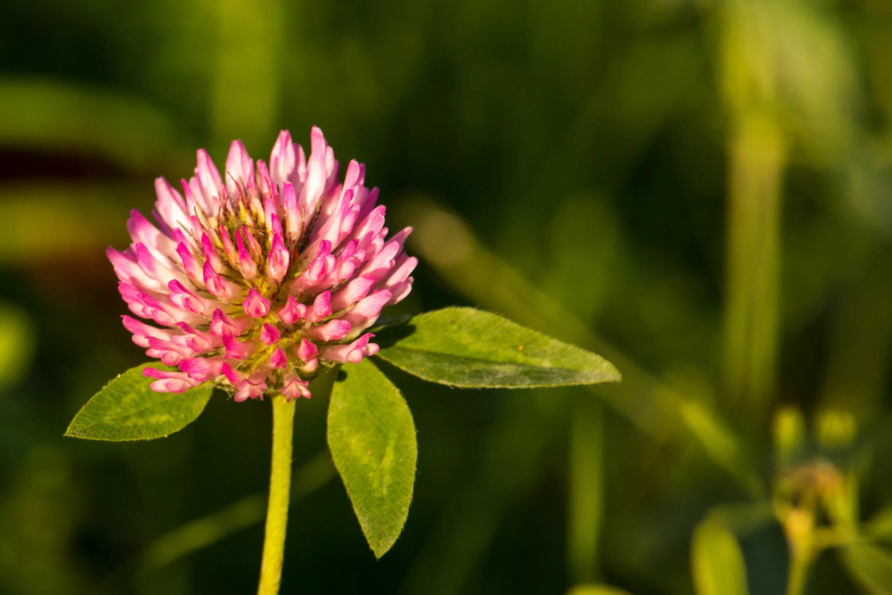 Клевер покрытосеменной. Клевер Луговой (Trifolium pratense). Клевер кашка. Клевер красный (Trifolium Rubens). Кашка малашка растение.