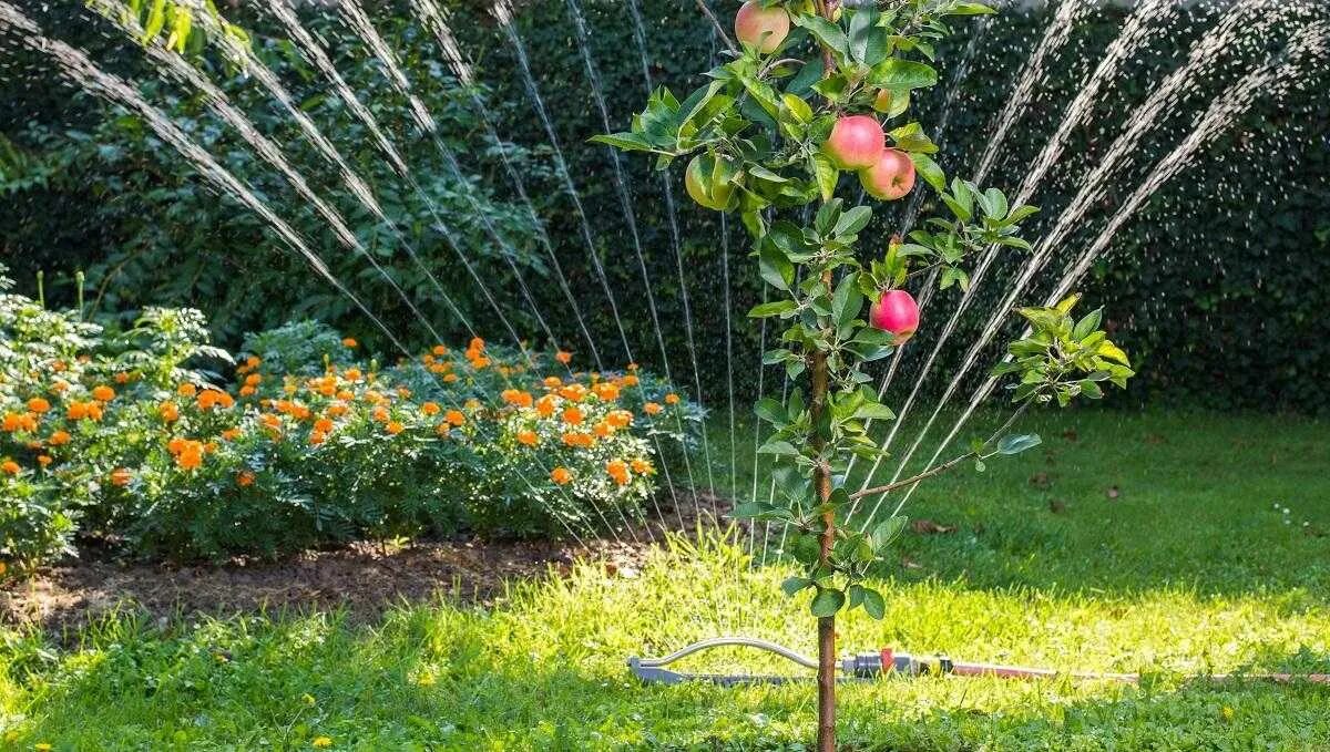 Можно ли поливать яблони. Полив яблоневого сада. Капельный полив яблоневого сада. Яблоня колоновидная полив. Дождевание деревьев.