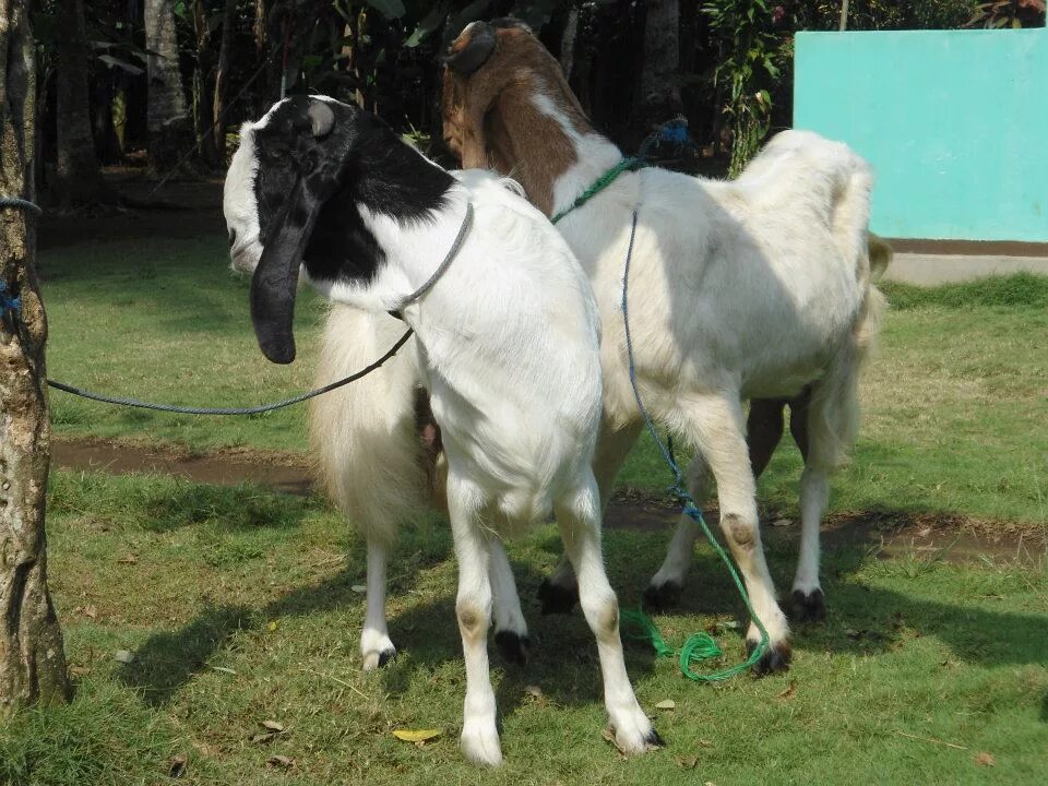 Джамнапари порода коз. Козы породы джамнапари. Индийские козы. Козы индийской породы. Джамнапари.