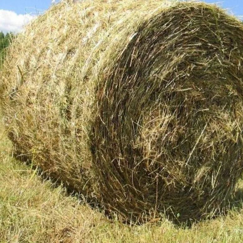 Сено луговое разнотравие тюки. Рулон сена. Сено в тюках рулонах. Сено в круглых тюках. Сено 200 кг тюки.