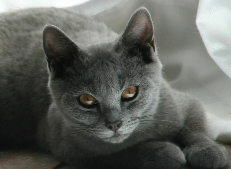 Котята шартреза фото ШАРТРЕЗ Фотография 5 из 11 ВКонтакте