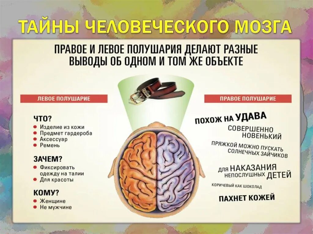 Конечный мозг строение. Человеческий мозг два полушария. Строение и функции отделов головного мозга конечный мозг. Полушария головного мозга конечный мозг. Отделы головного мозга конечный мозг.