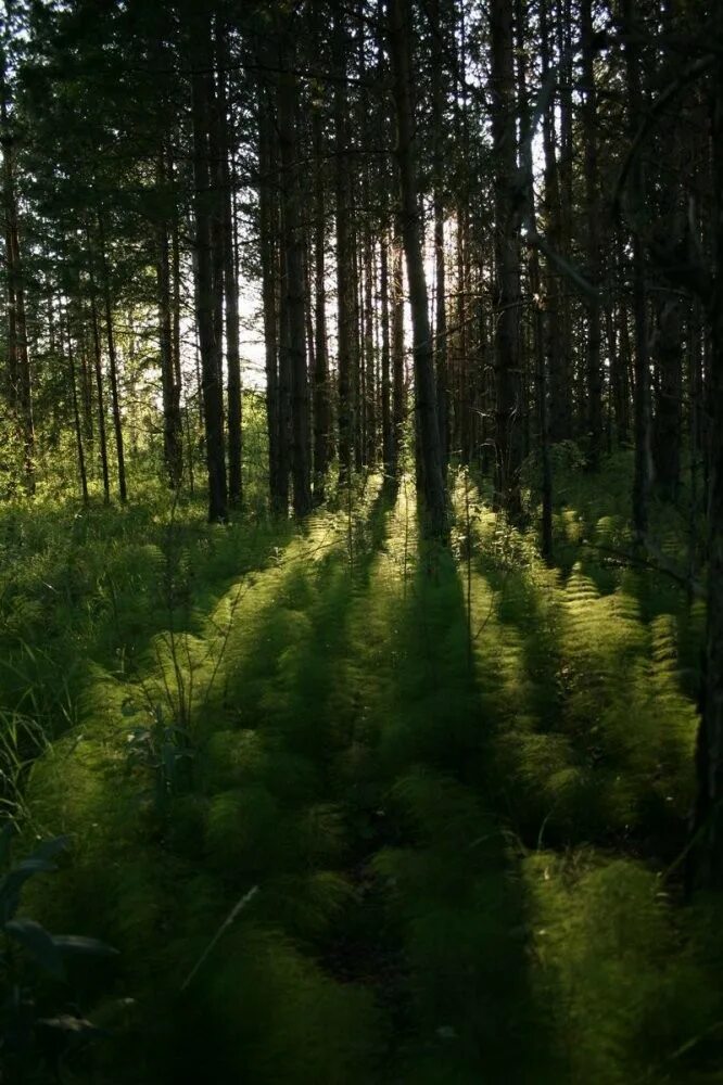 Глубина леса. Глубокий лес. Жуткий лес. Лес. Глубина леса.