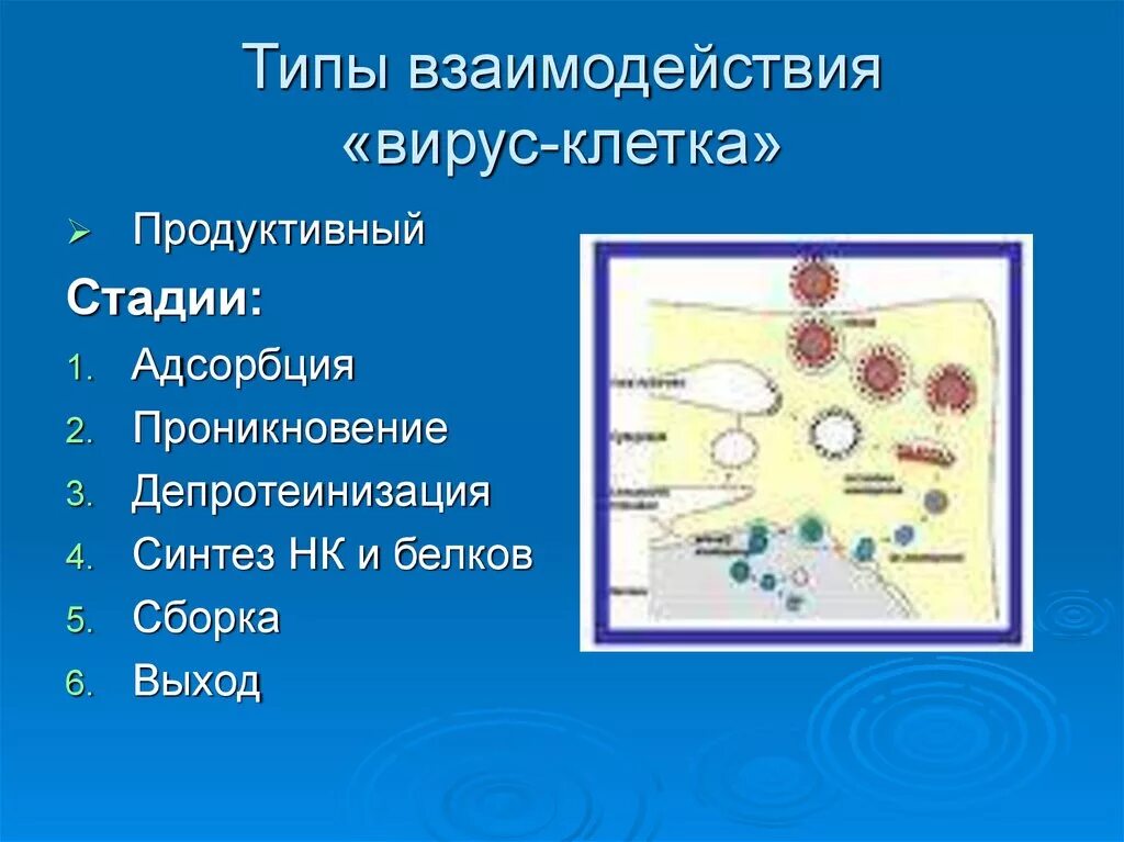 Взаимодействие вируса с клеткой. Типы взаимодействия вируса с клеткой. Этапы продуктивного типа взаимодействия вирусов с клеткой. Схема взаимодействия вируса с клеткой.