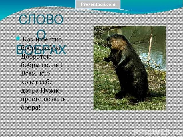 Команда бобра. Девиз для отряда бобры. Название команды бобры девиз. Девиз для отряда Бобров. Девиз для команды бобры.