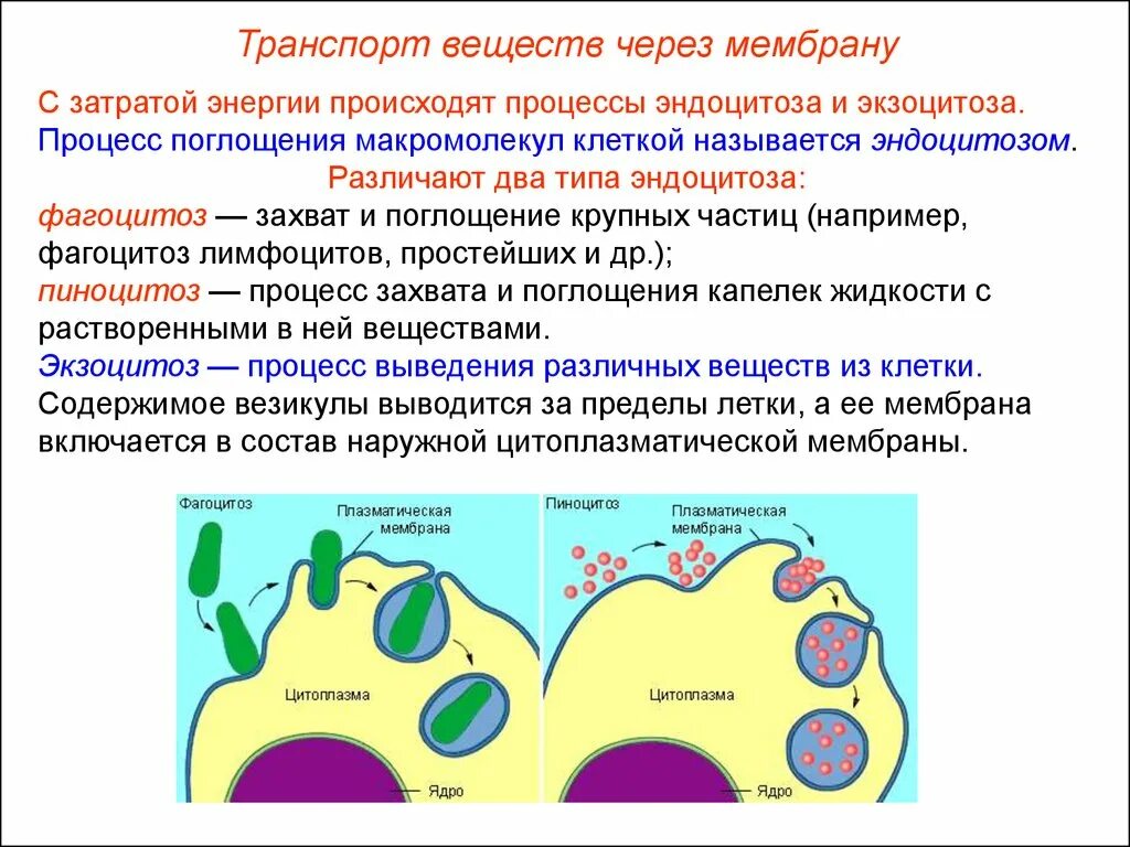 Фагоцитоз мембрана механизм. Эндоцитоз клетки. Функции наружной цитоплазматической мембраны фагоцитоз. Эндоцито и экзоцитоз чере мембрау.