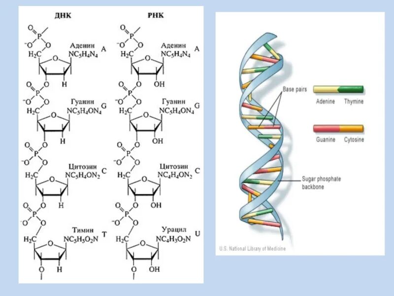 Составляющая днк. Строение ДНК И РНК формула. Строение ДНК структурная формула. Схема строения молекулы ДНК. Схема строения ДНК И РНК.