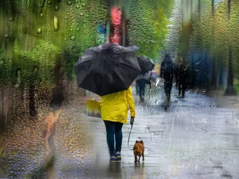 Дождливая осень. Сильный ветер. Идет дождь. Дождливый летний день. Осенний дождь.