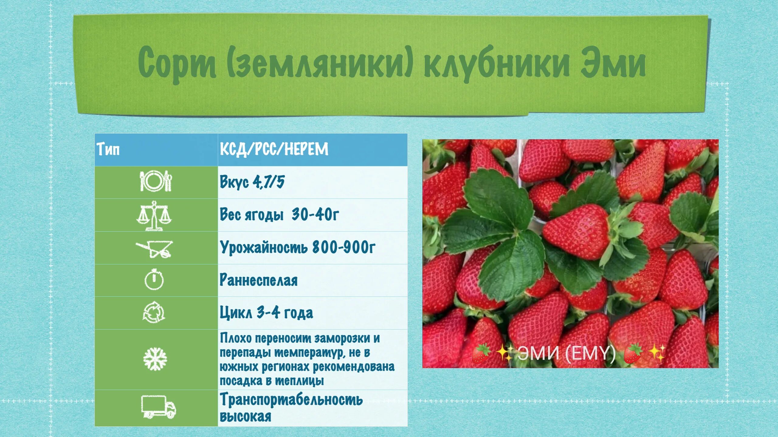 Клубника Эми Мини-питомник "Клубничный хуторок"