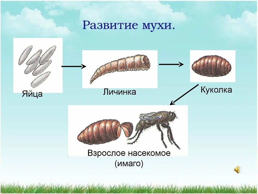 Личинка редуцент. Яйцо личинка личинка Имаго. Яйцо личинка куколка Муха. Яйцо личинка куколка Имаго. Стадии развития яйцо личинка Имаго.