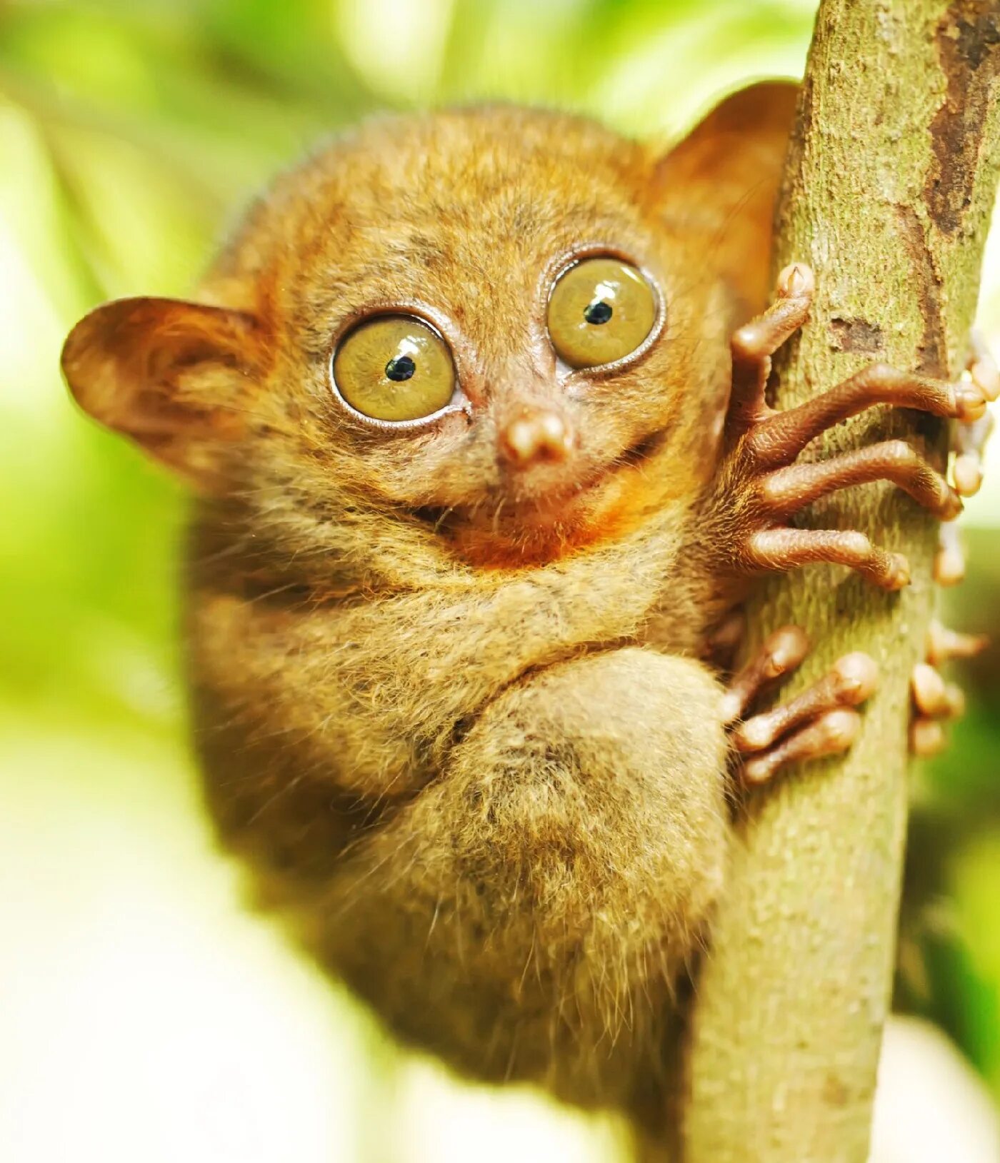 Мем с мышкой с большими глазами. Мадагаскарский долгопят. Лемур долгопят. Суматранский долгопят. Суиаьрянский долкопат.