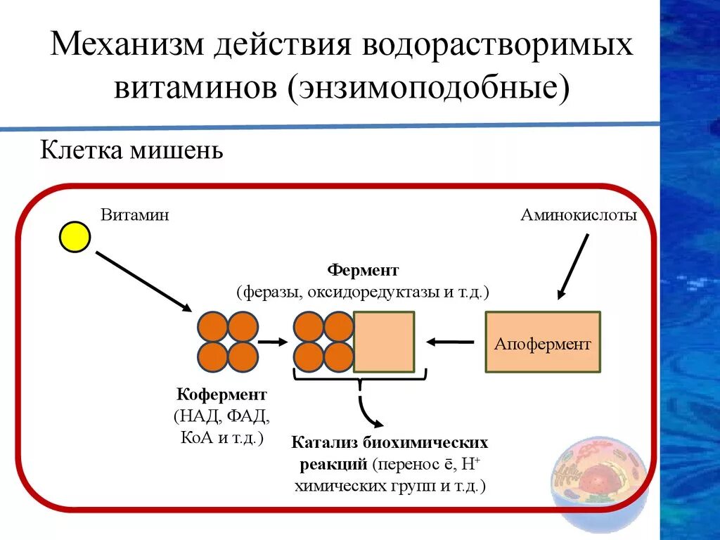 Обмен витаминов биохимия. Препараты водорастворимых витаминов механизм действия. Механизм действия витамина в1 фармакология. Общий механизм действия водорастворимых витаминов. Механизм действия витаминных препаратов.