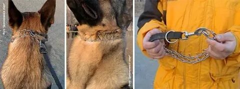 Хозяин цепей