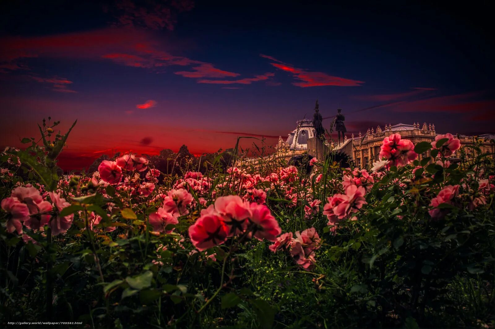 красивый фиолетовый. вечер в розовом цвете. розовый закат. красивый вечерний пейзаж. цветы ночью.