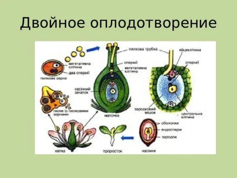 Признаки двойного оплодотворения. Двойное оплодотворение у покрытосеменных 6 класс. Схема двойного оплодотворения у цветковых растений. Схема двойного оплодотворения у растений 6 класс. Двойное оплодотворение у цветковых растений открыл.