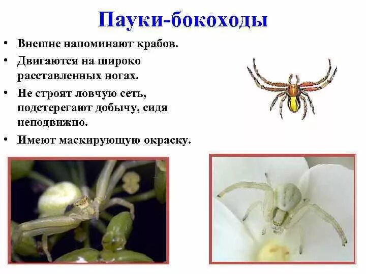Клещи относятся к классу паукообразных. Паукообразные вредители сельского хозяйства. окраска класс паукообразные. пауки бокоходы рисунок. какие представители паукообразных не строят ловчие сети?.