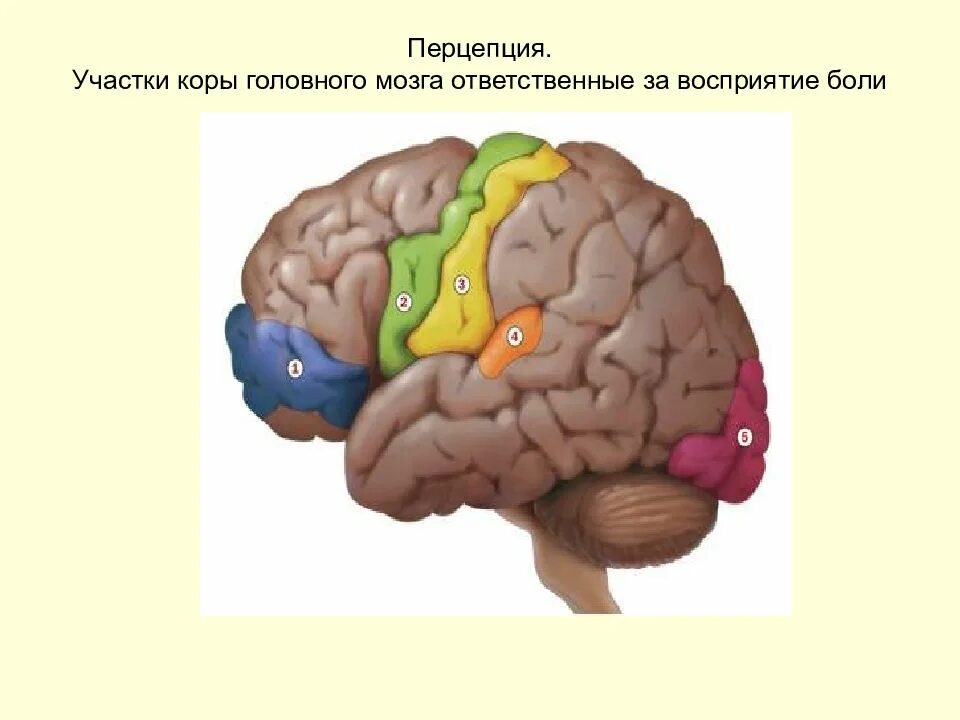 Болевой центр в мозге. Участки мозга. Корковые участки мозга. Восприятие головного мозга.