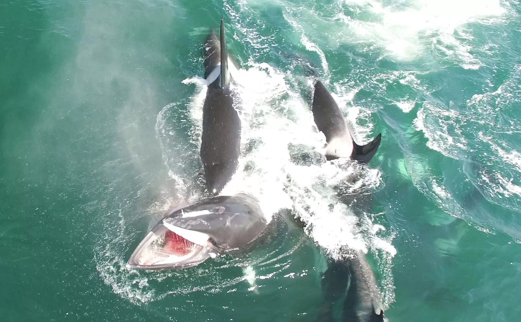 Нападение касаток. Акулы и касатки киты. Дельфины касатки и акулы.
