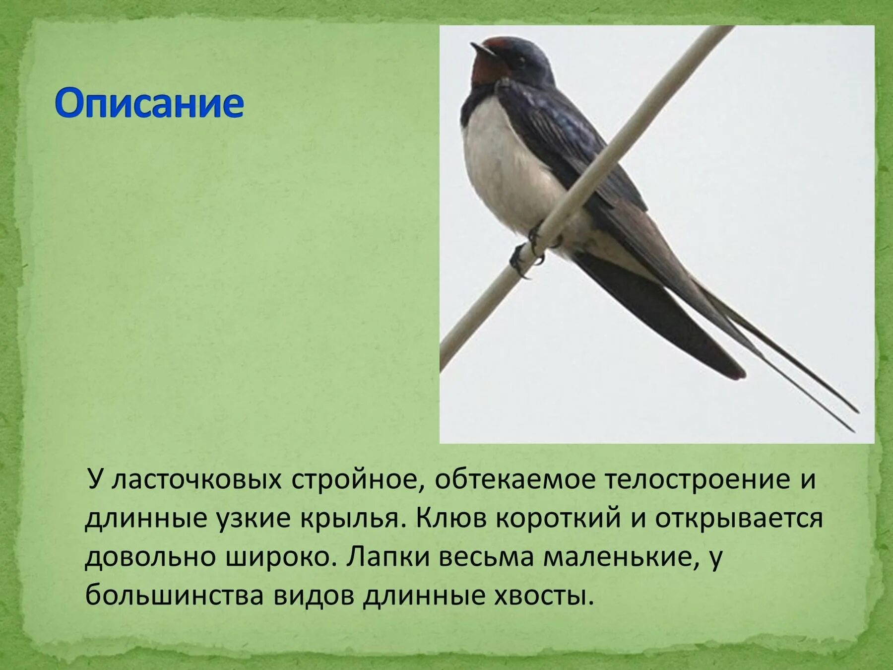 Текст про ласточку. Описание ласточки. Рассказ про ласточку. Птицы Ласточка доклад. Ласточка описание для детей.