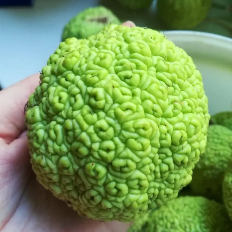 адамово яблоко где. маклюра крымская дерево. адамово яблоко где. адамово яблоко растет в крыму. маклюра оранжевая.