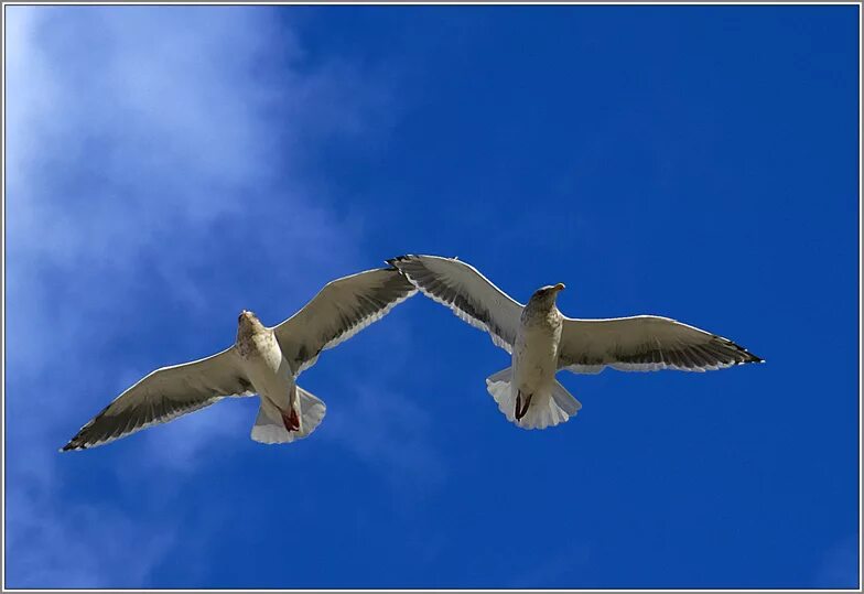 Песня 2 птицы. Журавль. Две птицы в небе. Птичка невеличка ноты. Красивая птица в полете рисунок.