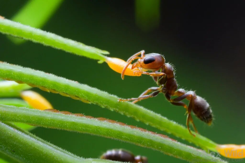 Рыжий муравей питание. Муравьев (Pseudomyrmex ferruginea). Акация корнигера муравьи. Акациевые муравьи. Рыжий Лесной муравей личинка.