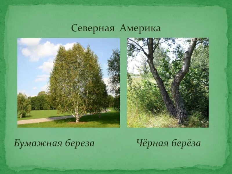 Растут ли березы в америке. Бумажная береза в северной америке. северная береза. береза в северной амерн. березы в америке.