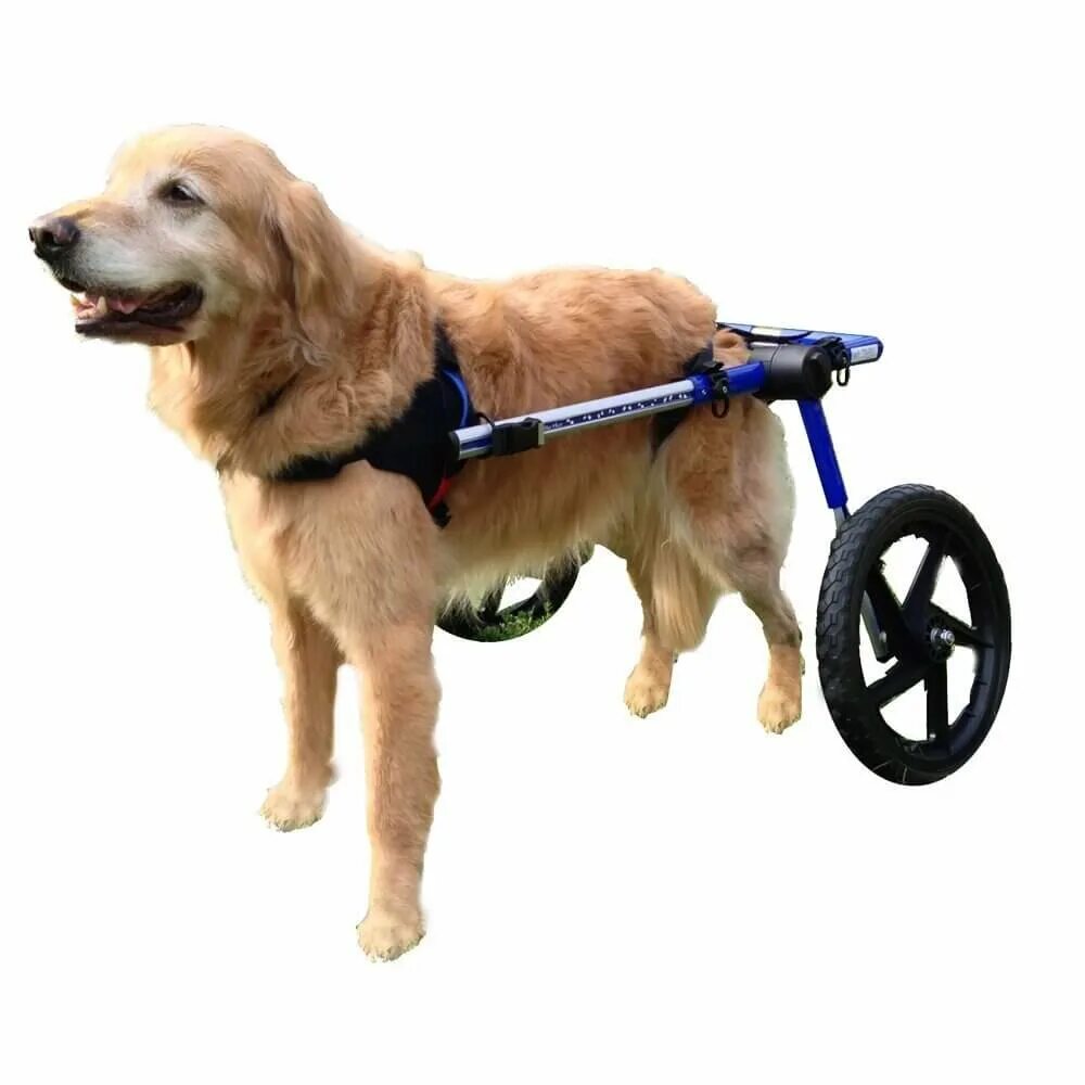 Инвалидная коляска для собак Walkin Wheels. Инвалидные коляски Dog wheelchairs. Коляска для собак Walkin' Wheels. Коляска Квадро для собак инвалидная.