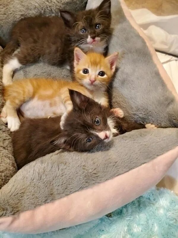 Котята их жизнь