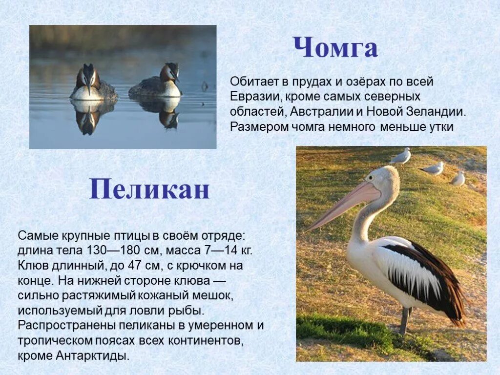 Редкие виды птиц обитающие на озерах сообщение. Редкие птицы обитающие на озерах. редкие виды птиц обитающие на озерах. описание пеликана. пеликан обитает.