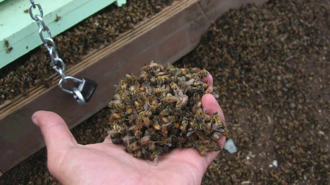 Пчелы гибнут. Дохлая пчела. Пестициды и пчелы. Гибель пчел.