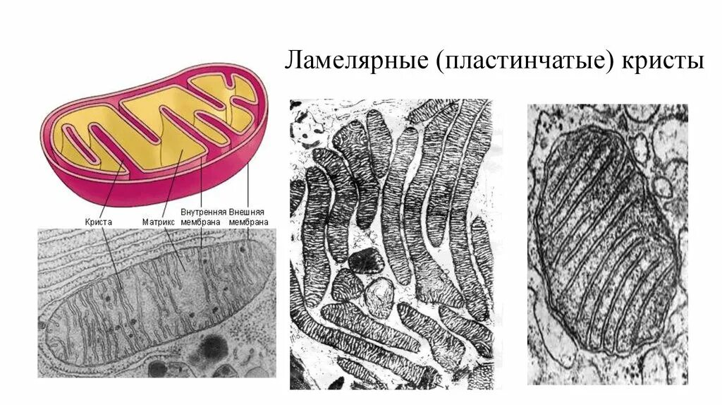 Пластинчатые клетки. Трубчатые Кристы митохондрий. Митохондрия с пластинчатыми кристами. Дисковидные Кристы митохондрий. Пластинчатые и трубчатые Кристы митохондрий.