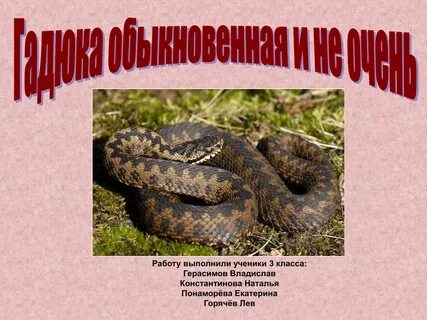 Краткое сообщение о гадюке