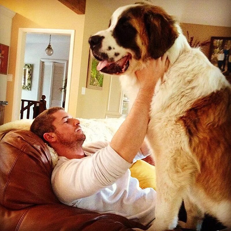 Предложение огромный пес. Большие собаки. Огромные собаки. Сенбернар с человеком большой. Самый большой Сенбернар в мире.