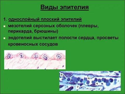 Эпителий выстилает