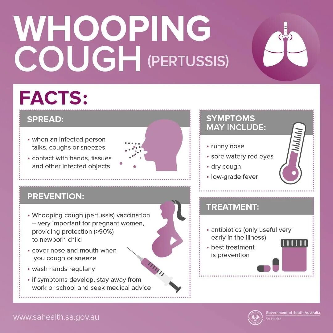 Whooping cough Symptoms. Whooping cough treatment. Whooping cough Symptoms cough. Pathogenesis of whooping cough.