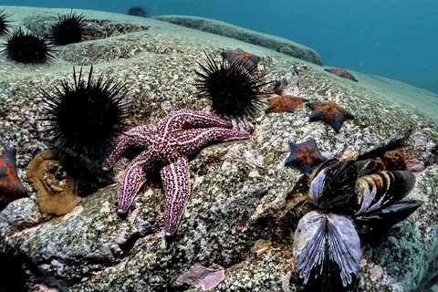 Морские животные и растения