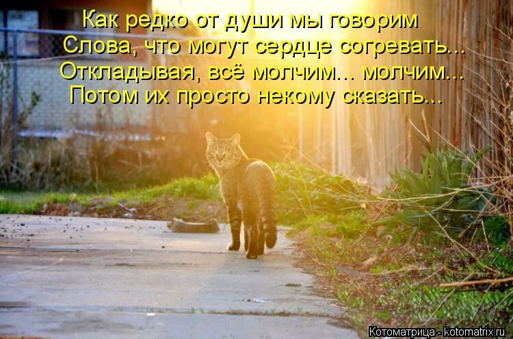 Потом отсюда. Стихи о котах которые ушли. Кот уходит. Стихи кошкам ушедшим на радугу. Стихи о котиках ушедших на радугу.