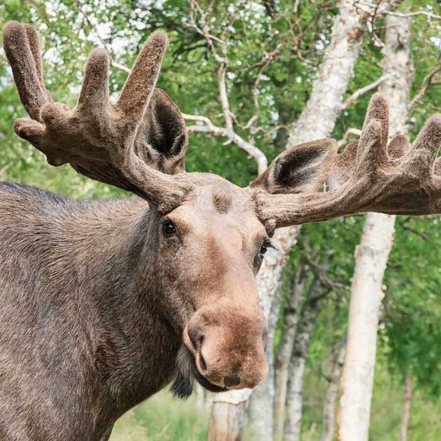 Пасти лосей. Европейский лось alces alces. Европейский лось alces alces. Пасти лосей. Дикий лось беларусь.