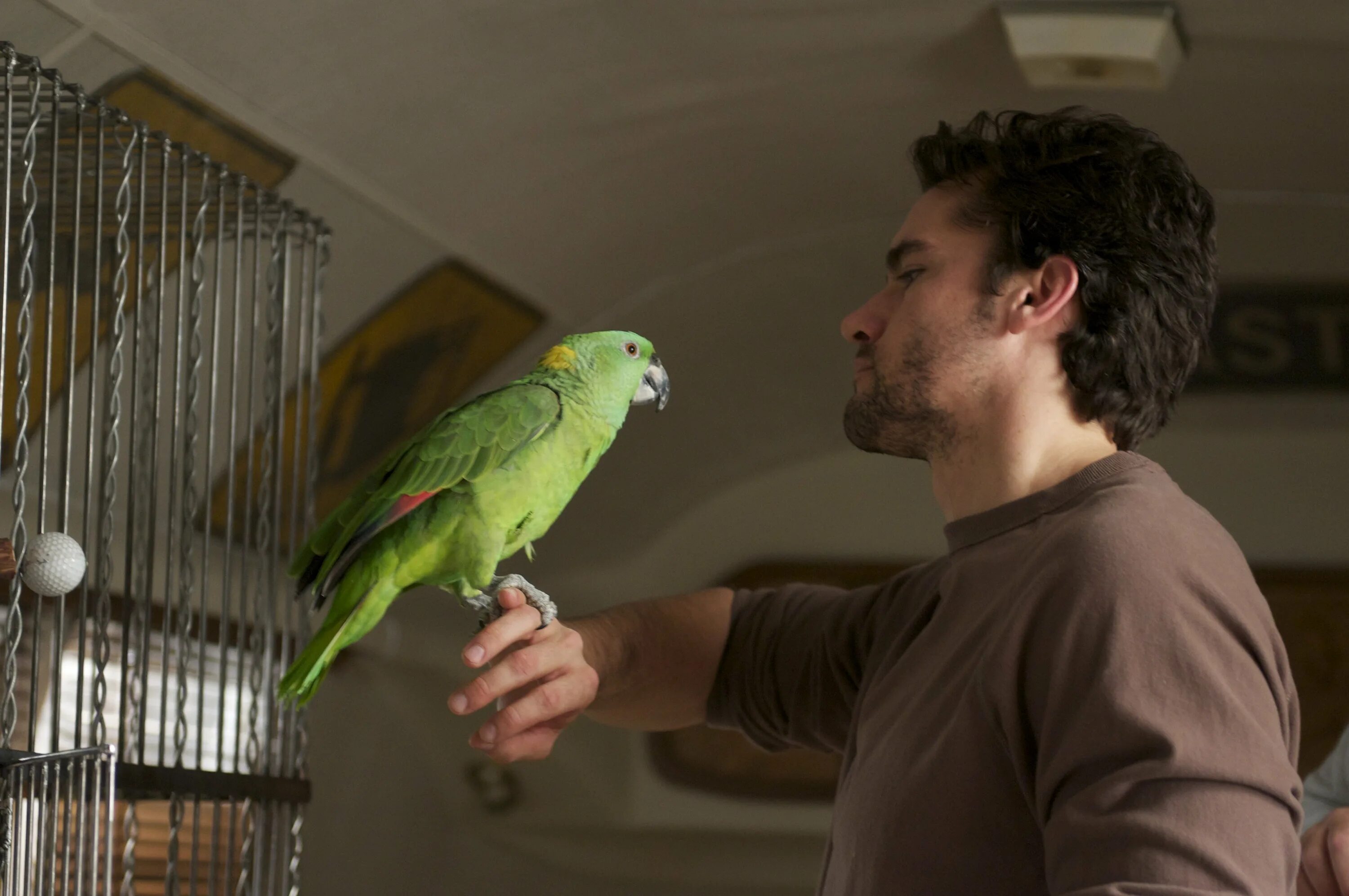 Большой попугай жако. Говорящий попугай ара. Попугай ара зеленый. Пение попугая жако. Ручной попугай.